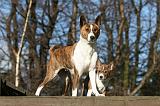 BASENJI 134